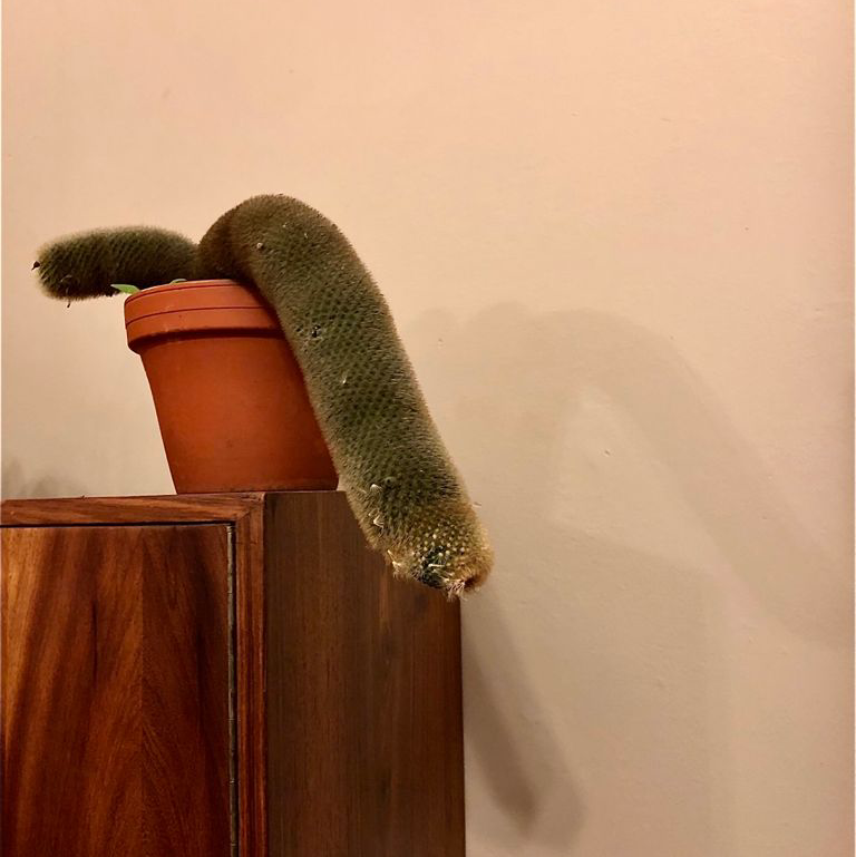Spiny Pincushion Cactus plant photo by @Nkele_di named St Mapipi on Greg, the plant care app.