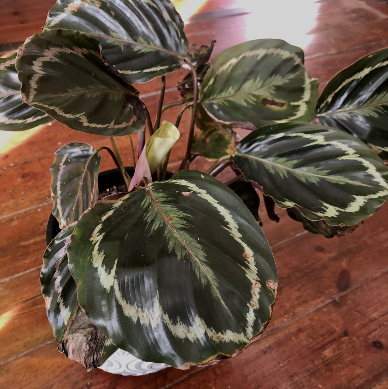 Rose Calathea plant photo by @Nkele_di named Zikhona on Greg, the plant care app.