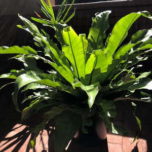 Bird's Nest Fern plant photo by Nkele_di named Ms Bubbles on Greg, the plant care app.