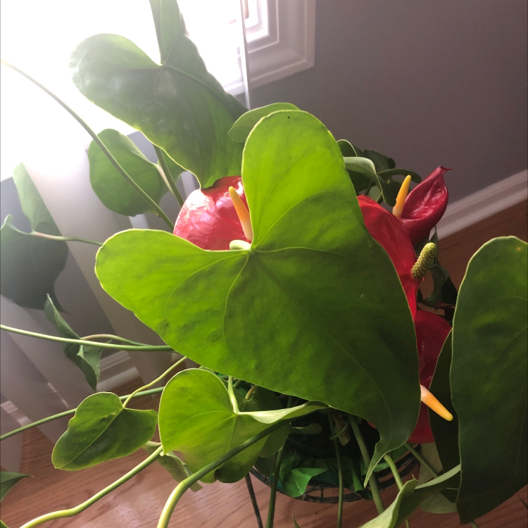 Healthy Anthurium plant with large green and pink heart-shaped leaves in a home setting, free of discoloration or damage.