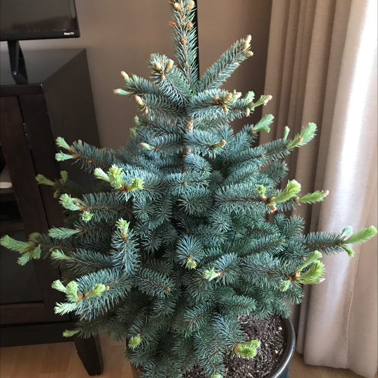 Indoor Blue Spruce plant in a pot with vibrant green needles and new growth.
