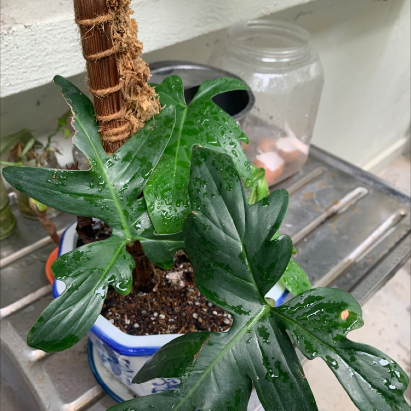 Philodendron Pedatum plant in a pot with vibrant green leaves and visible soil.