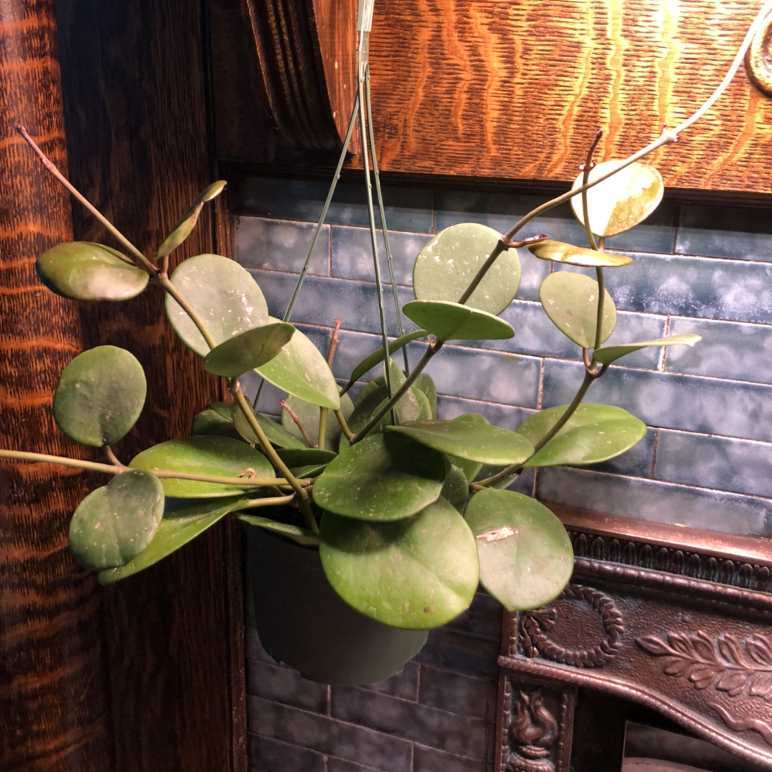 Photo of the plant species Roundleaf Ragwort by Kasey named Aphrodite on Greg, the plant care app