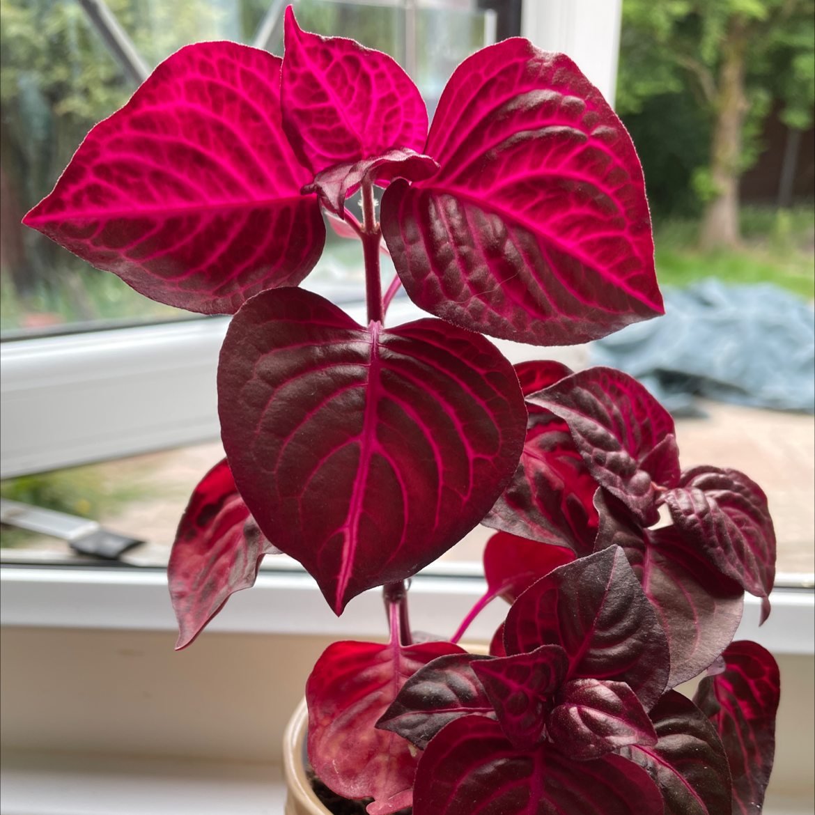 Photo of the plant species Herbst's Bloodleaf by Ashley named Rudolph on Greg, the plant care app