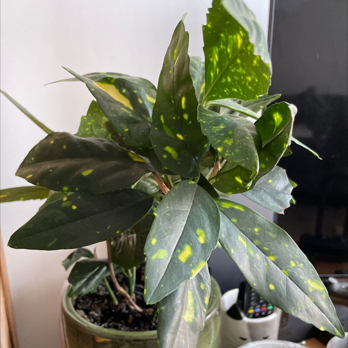 Healthy Japanese Laurel plant with glossy green and yellow spotted leaves, growing in a small white pot with soil visible.