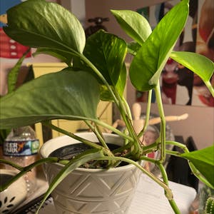 Golden Pothos plant photo by Rachel named Timothy on Greg, the plant care app.