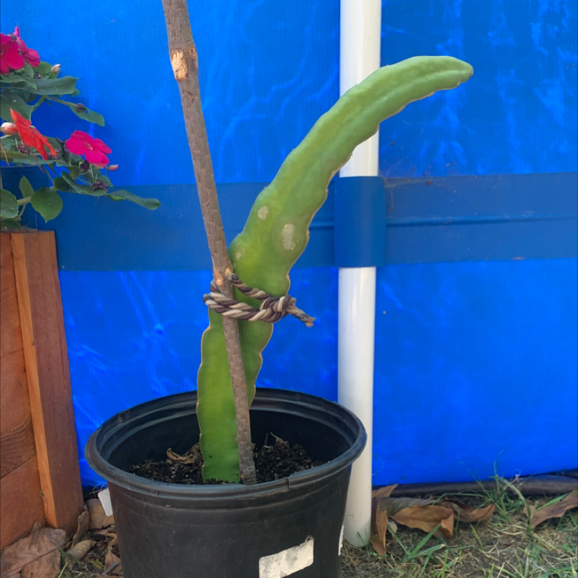 Dragon Fruit plant in a black pot with a support stick, blue background, and another plant with red flowers.