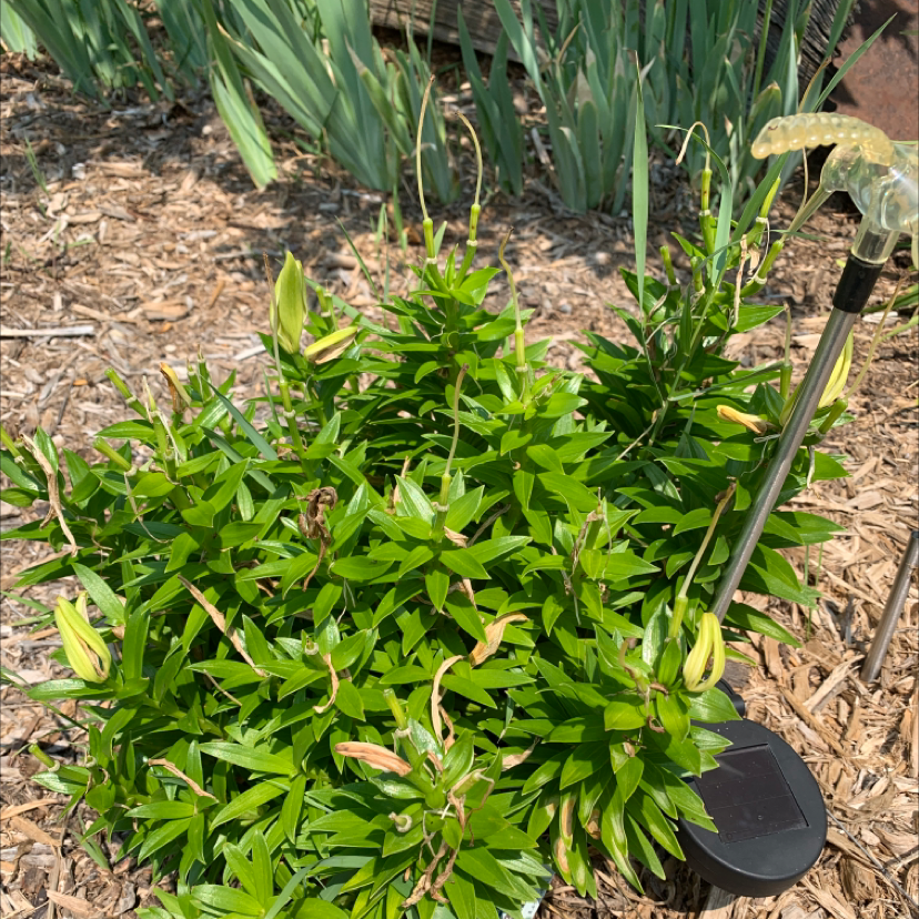 Photo of the plant species Star Gentian by Jeana named Fernie Mercury on Greg, the plant care app
