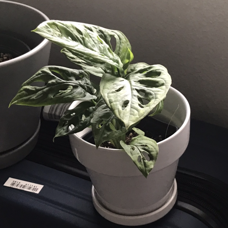 Photo of the plant species Monstera adansonii 'Laniata' by @XandriaValentine named Darwin on Greg, the plant care app