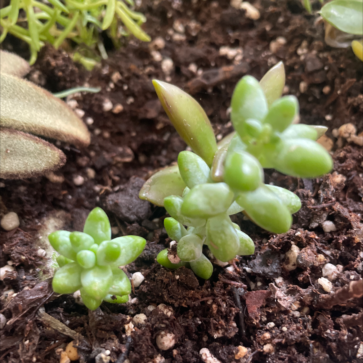 Healthy White Stonecrop succulent with green leaves in well-draining soil.