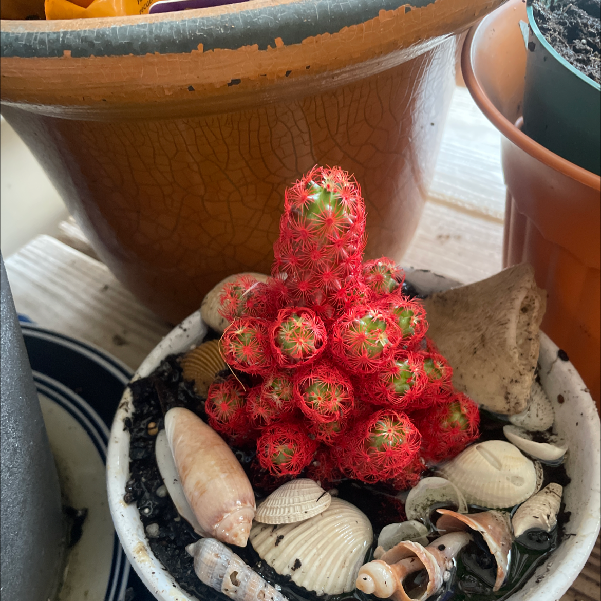 Arizona Rainbow Cactus with red coloration in a pot with seashells.