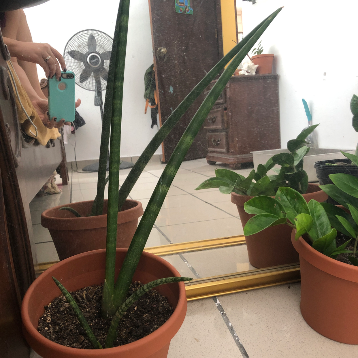 Cylindrical Snake Plant in a pot indoors near a mirror, with visible soil and no signs of distress.