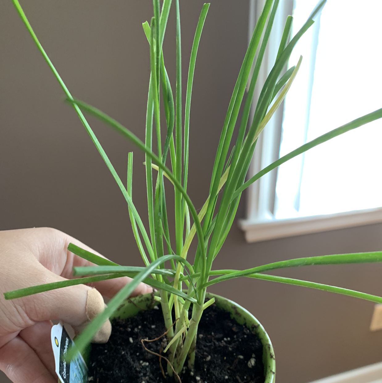 Potted Chinese Chives plant with long green leaves, held by a hand.
