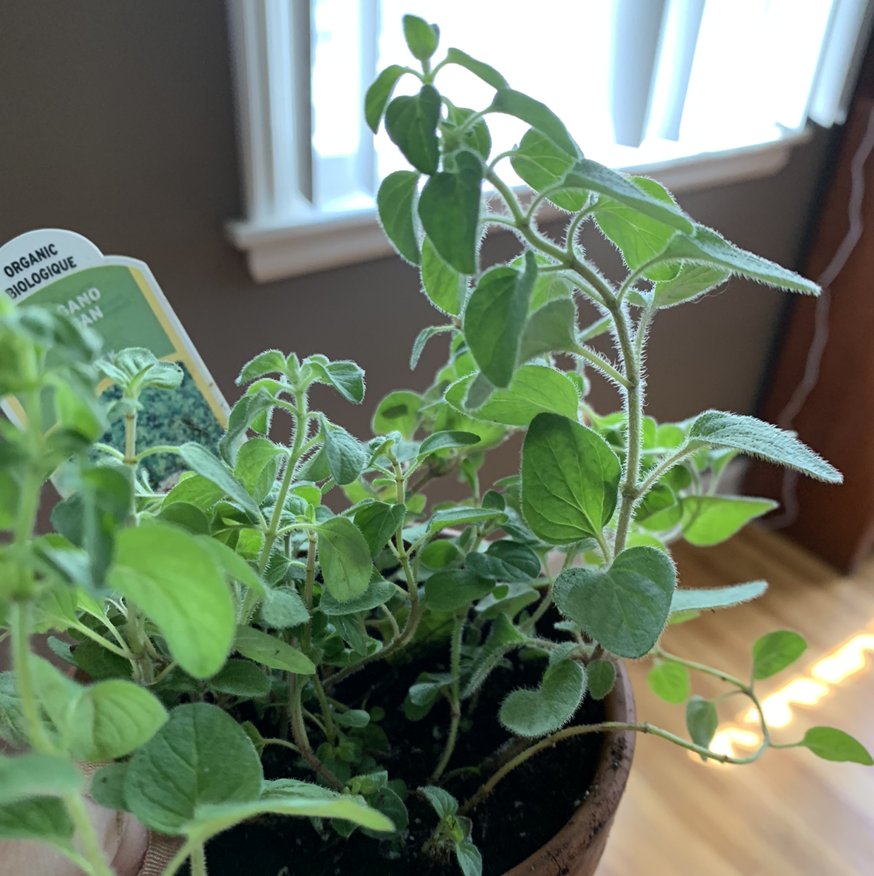 A healthy, vibrant green oregano plant growing in a small black pot, with soft velvety leaves and a dense bushy growth habit.