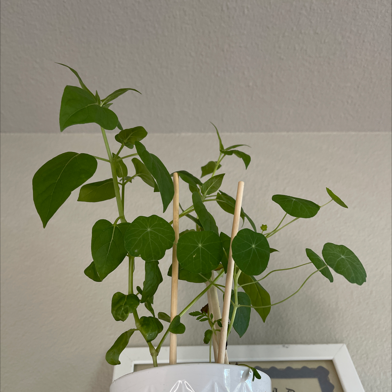 Garden Nasturtium plant with healthy green leaves supported by sticks.