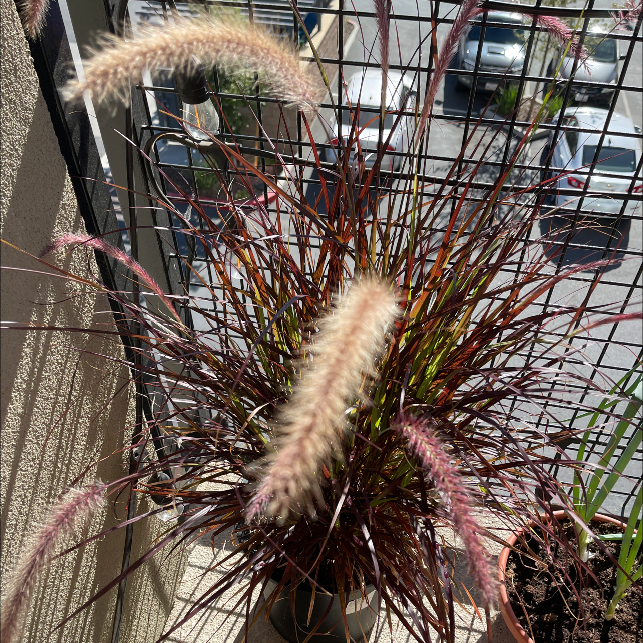 Crimson Fountaingrass plant with feathery plumes and reddish-brown foliage on a balcony.
