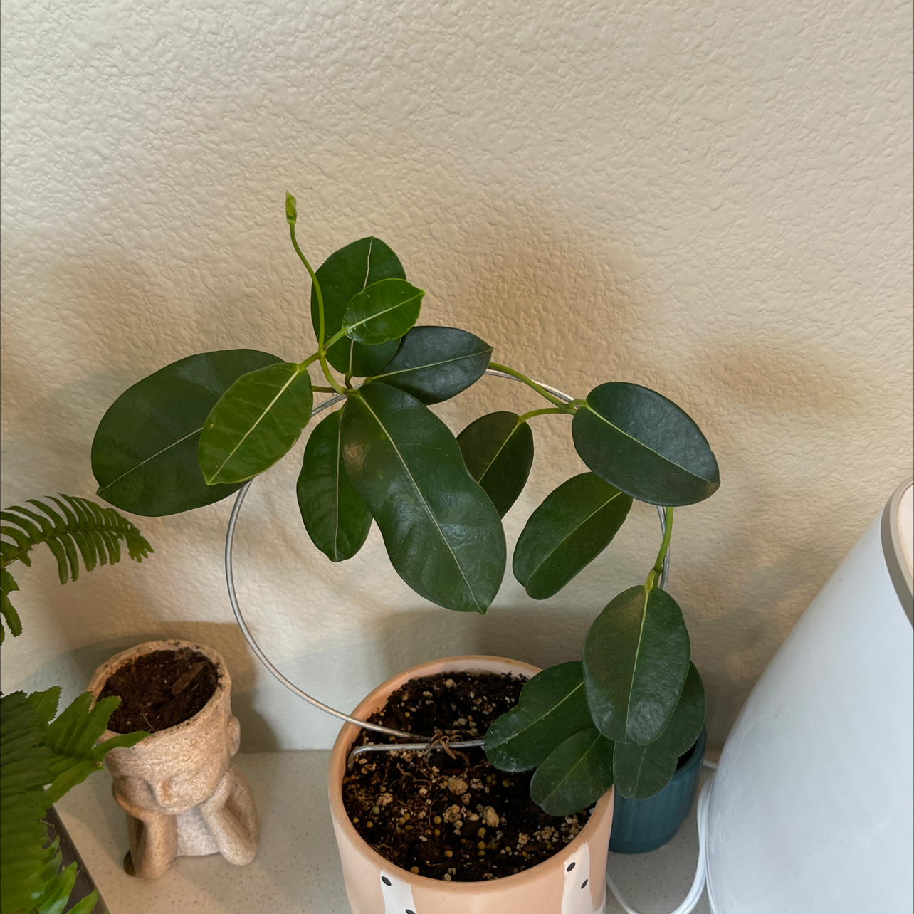 Stephanotis plant with healthy green leaves in a pot indoors.