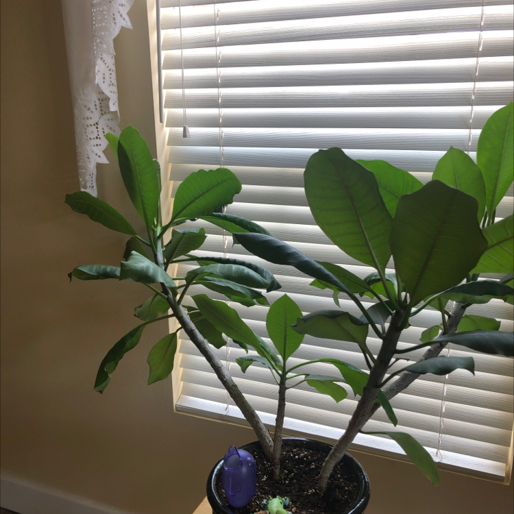Potted Singapore Graveyard Flower plant indoors near a window with blinds.