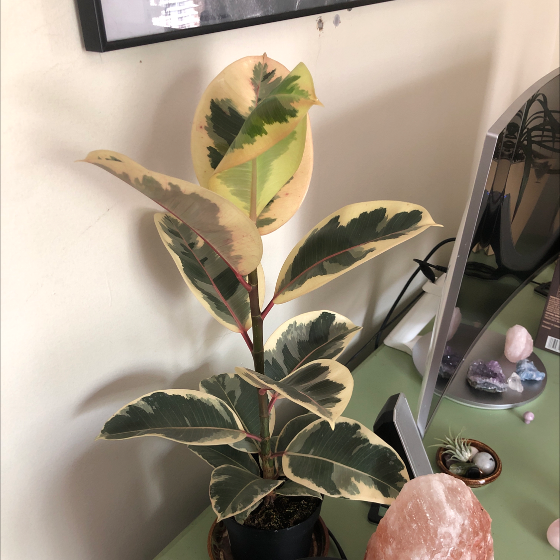 Rubber Plant plant photo by Austin named figgus on Greg, the plant care app.