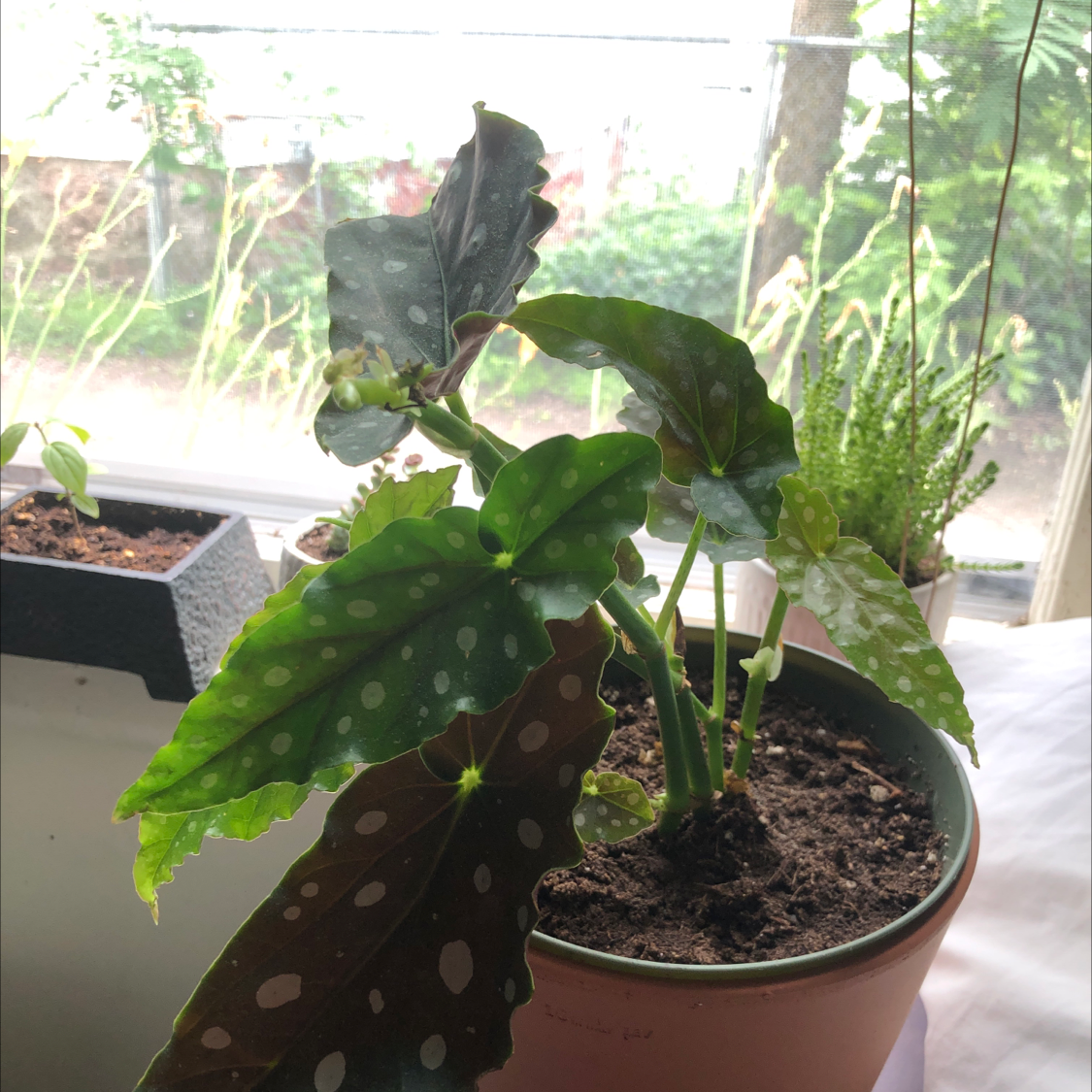 Polka Dot Begonia plant photo by Austin named pokey on Greg, the plant care app.
