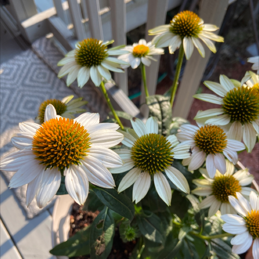 Why Are My Purple Coneflower Leaves Falling Over?
