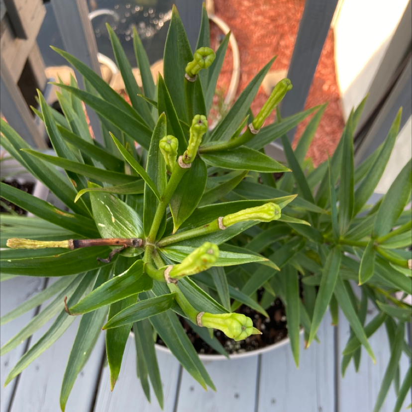 Potted Tiger Lily plant with green leaves and unopened flower buds.