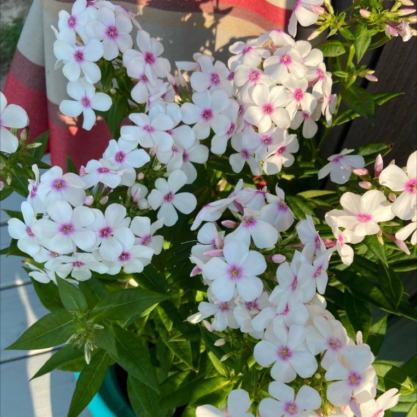 Garden Phlox plant photo by Amiee named Your plant on Greg, the plant care app.