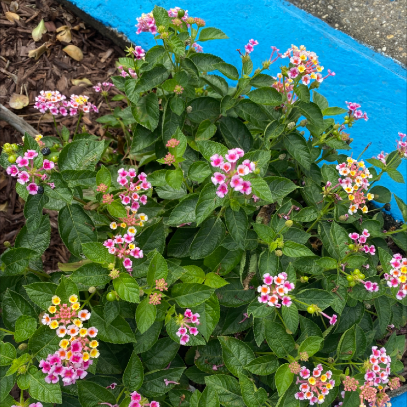 Lantana plant with vibrant green leaves and clusters of colorful flowers.