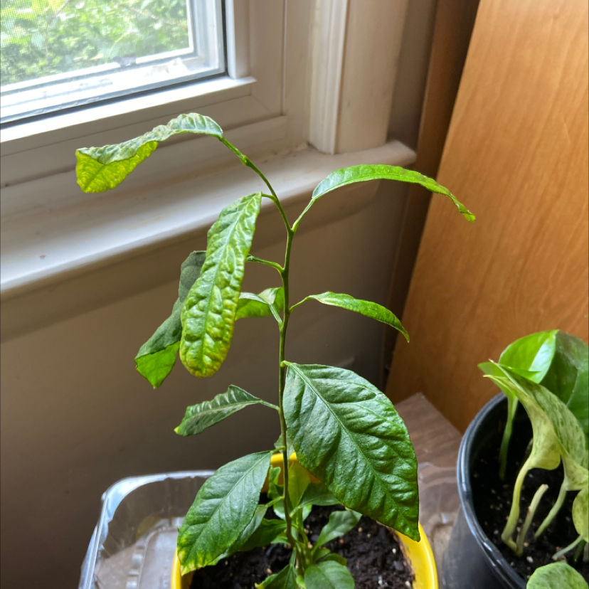 Meyer Lemon Tree plant photo by Celeste named Lemon in Lemon pot on Greg, the plant care app.
