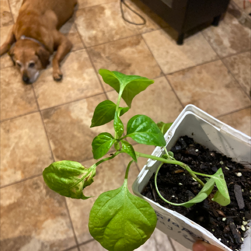 🌶 What Should I Do When Jalapeño Pepper Leaves Turn Yellow?