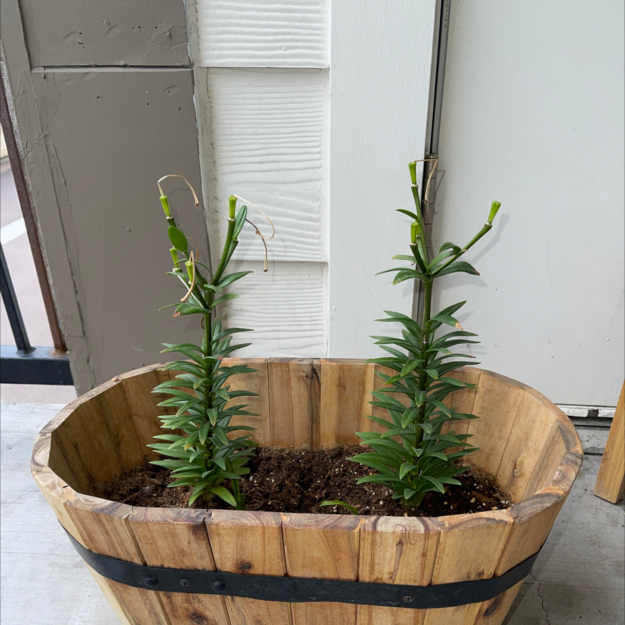 Two Tiger Lily plants in a wooden planter with visible soil and healthy green leaves.