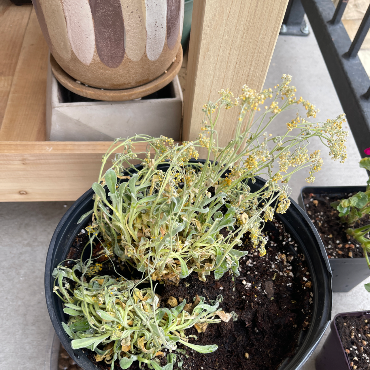 Healthy white sweet alyssum flowers in full bloom in a black nursery pot, on a wooden surface with other plants behind it.