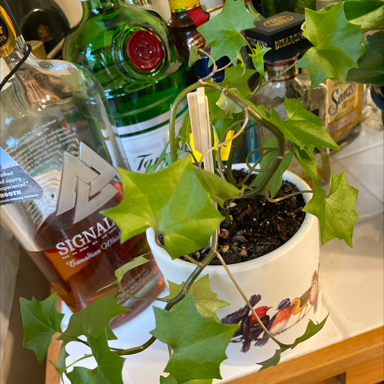Cape Ivy plant in a pot with some yellowing and browning leaves, surrounded by bottles.