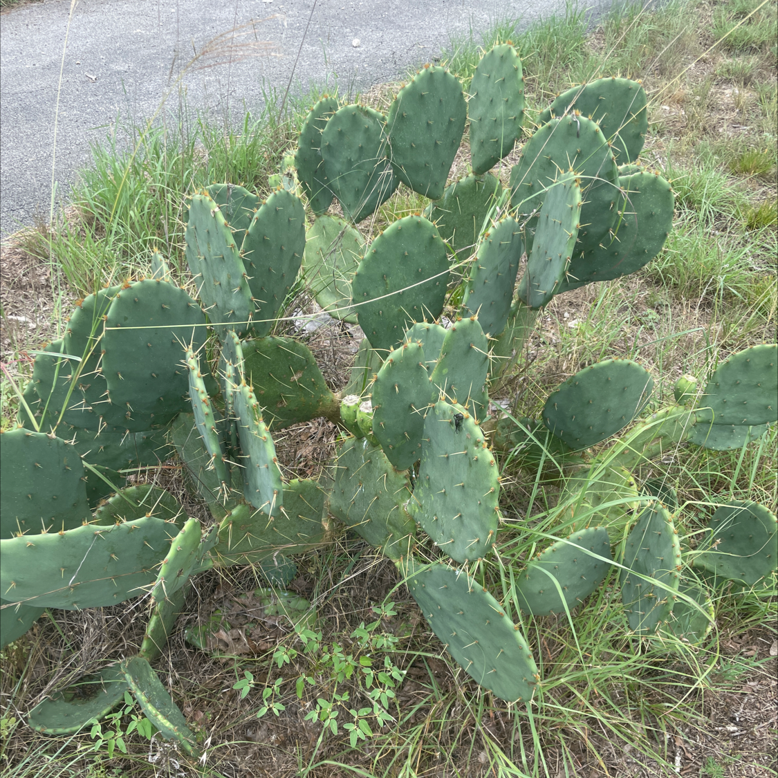 Photo of the plant species Few-Spined Marble-Seeded Prickly Pear by Amanda named Your plant on Greg, the plant care app