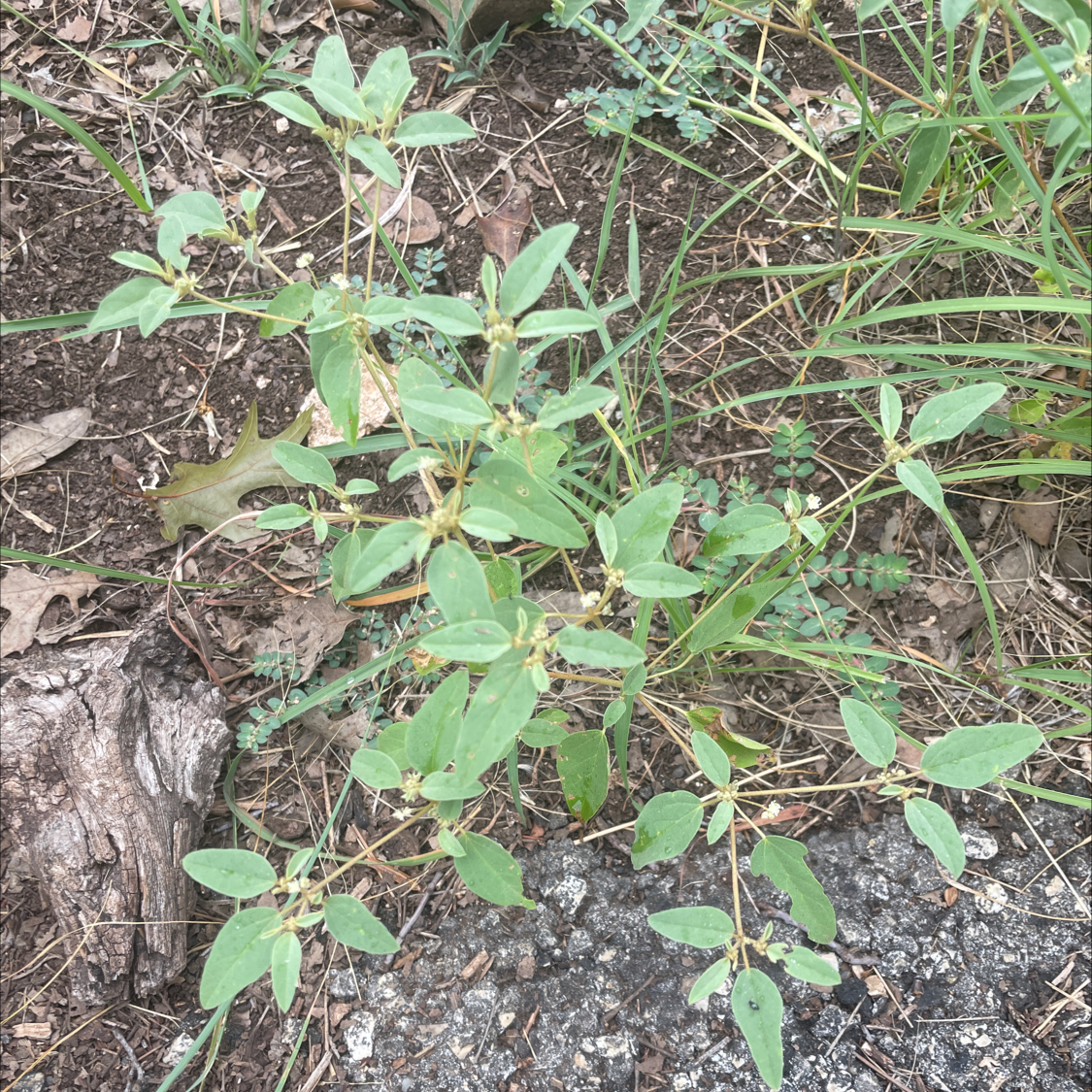 Photo of the plant species One-Seed Croton by Amanda named Your plant on Greg, the plant care app
