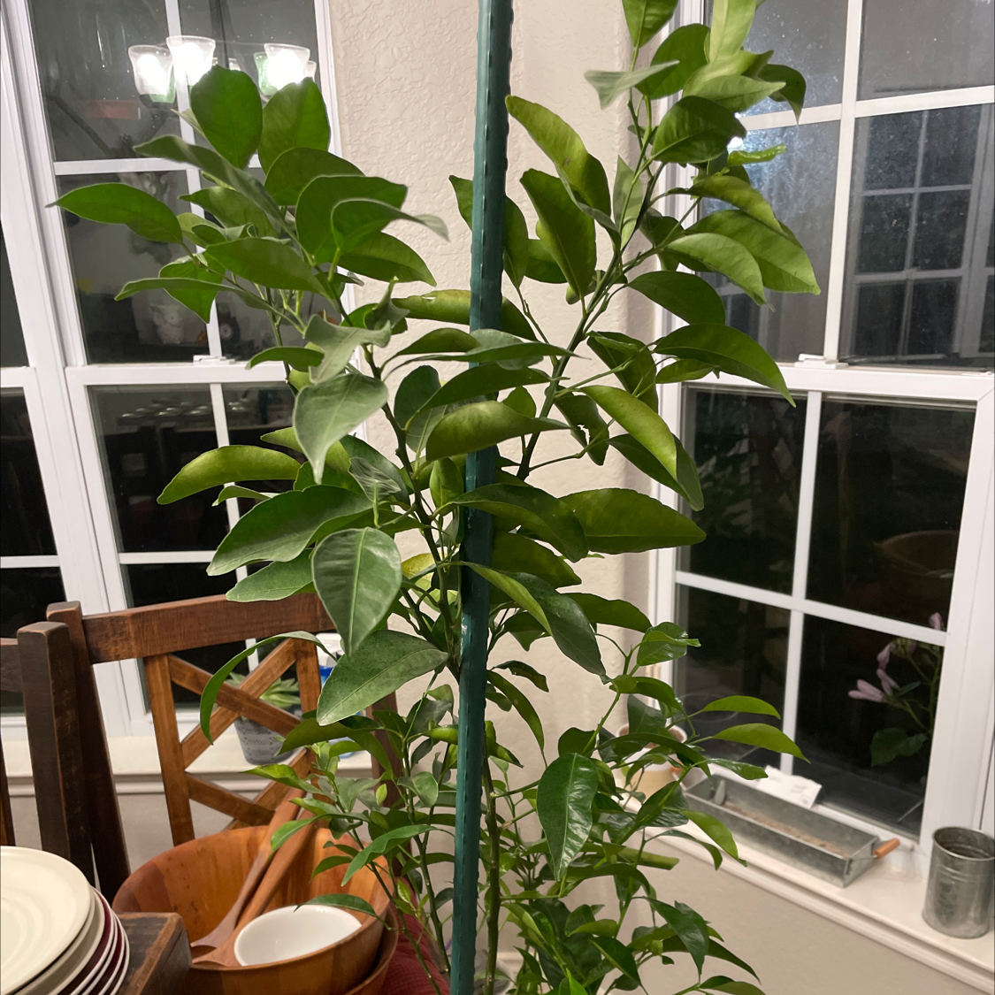 Indoor orange tree with healthy green leaves, supported by a stake.