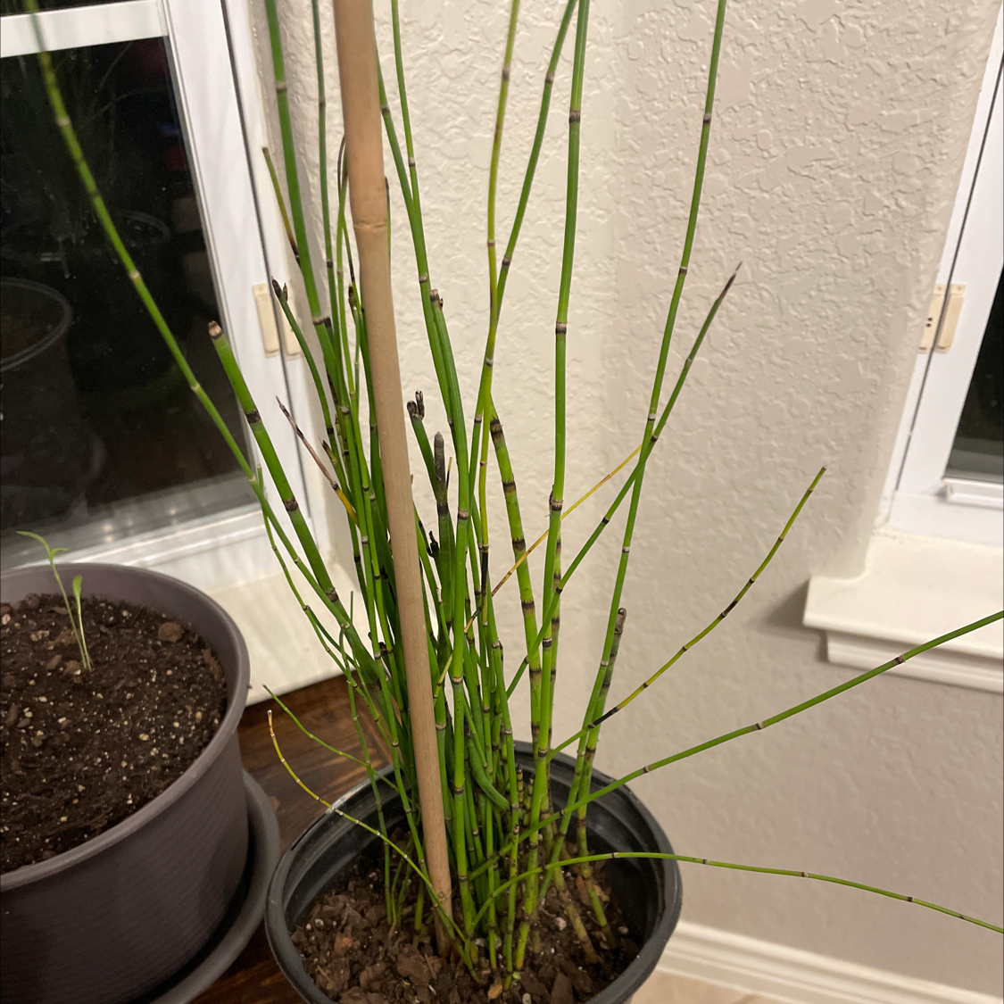 Potted Common Scouring-Rush plant with green stems, some browning and black spots visible.