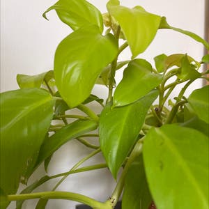Philodendron Lemon Lime plant photo by Anna named Fredwin on Greg, the plant care app.