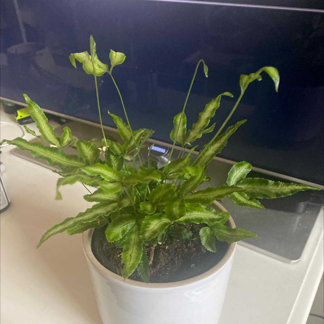 Potted Cretan Brake plant with green, wavy leaves on a white surface.