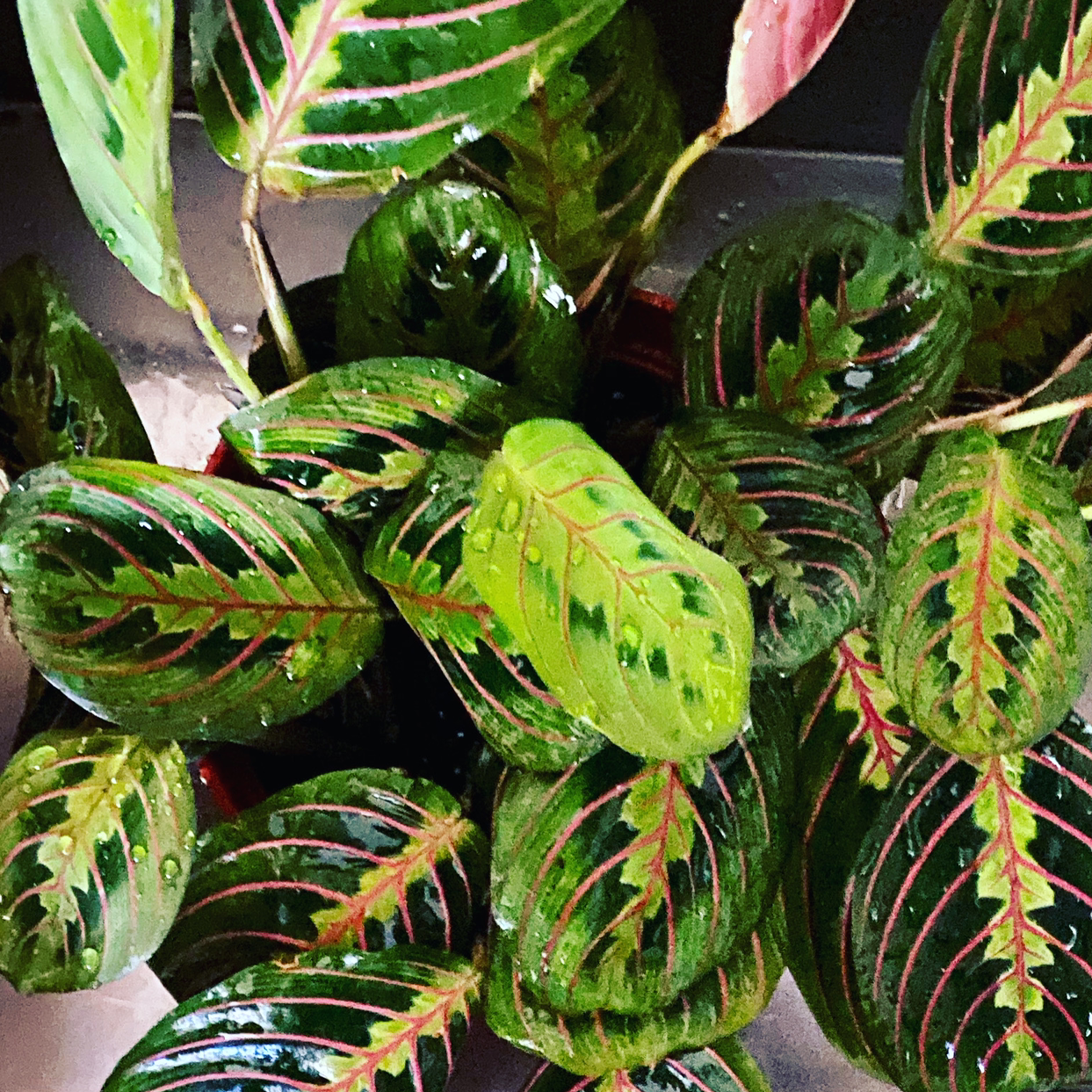 Green Prayer Plant plant photo by @kristelle named Lola ♥️ on Greg, the plant care app.