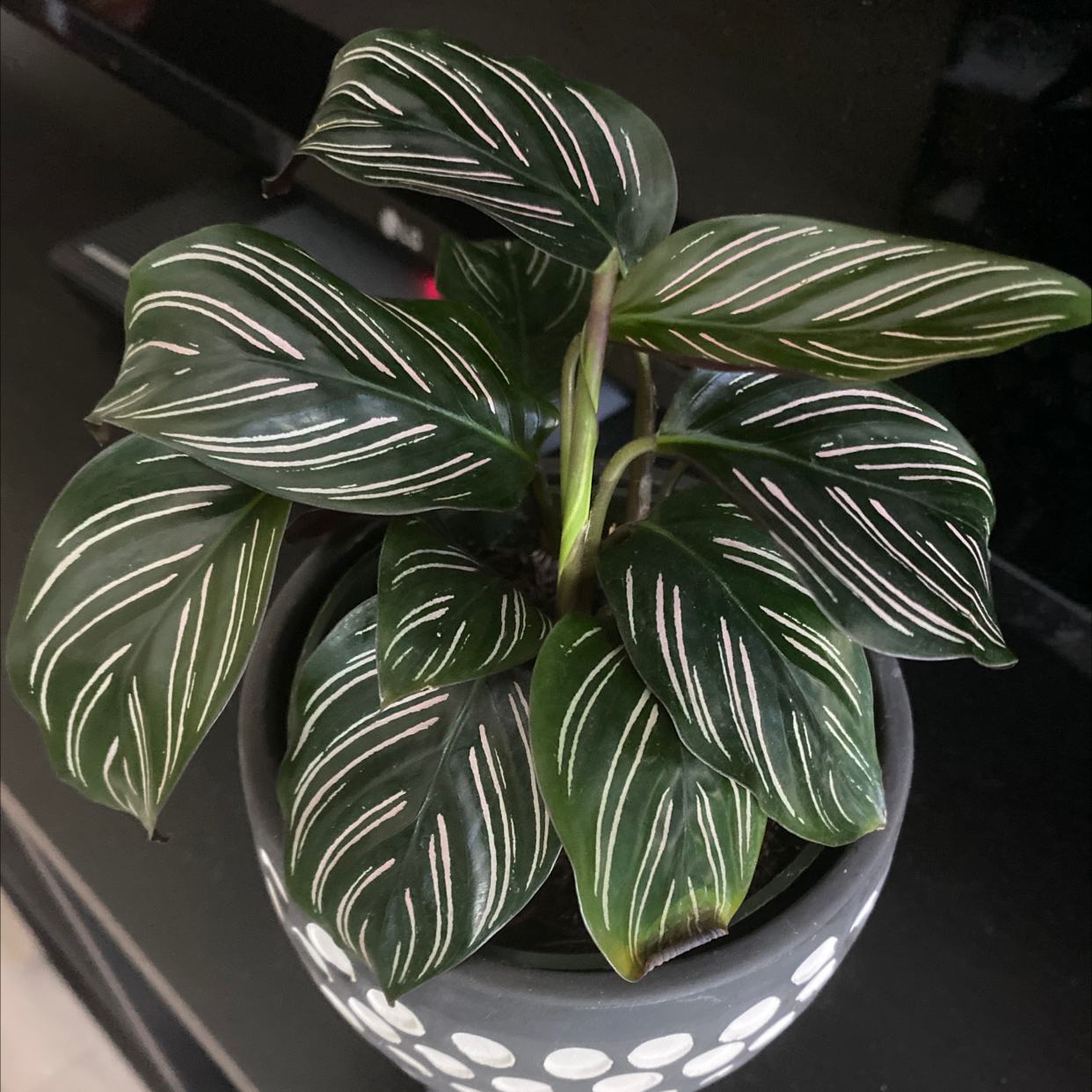 Pinstripe Calathea plant photo by @kristelle named Penney 🪴 on Greg, the plant care app.