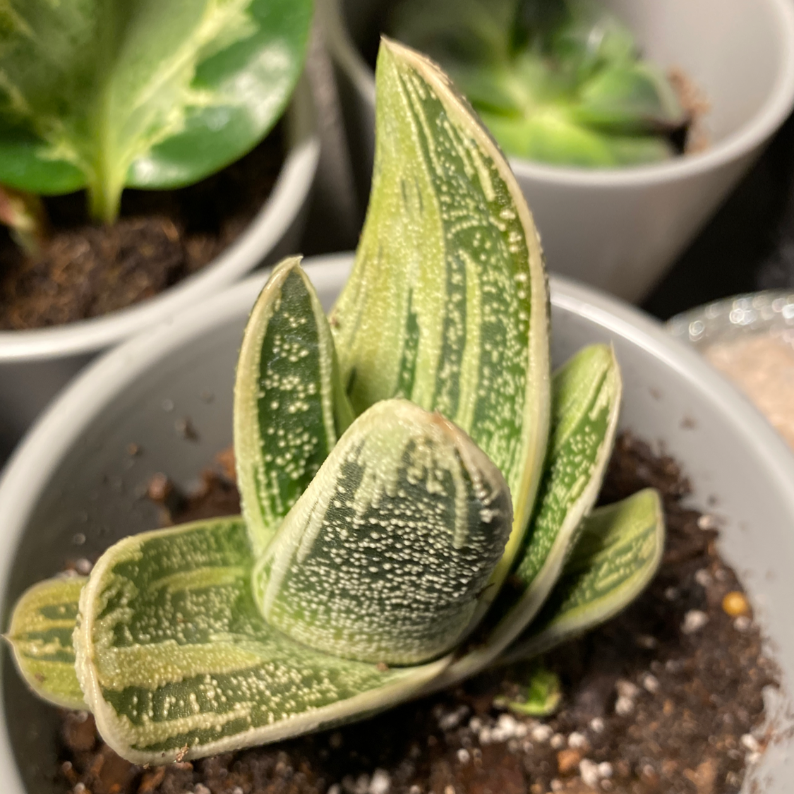 Gasteria 'Little Warty' plant in a pot with healthy green leaves and white spots.