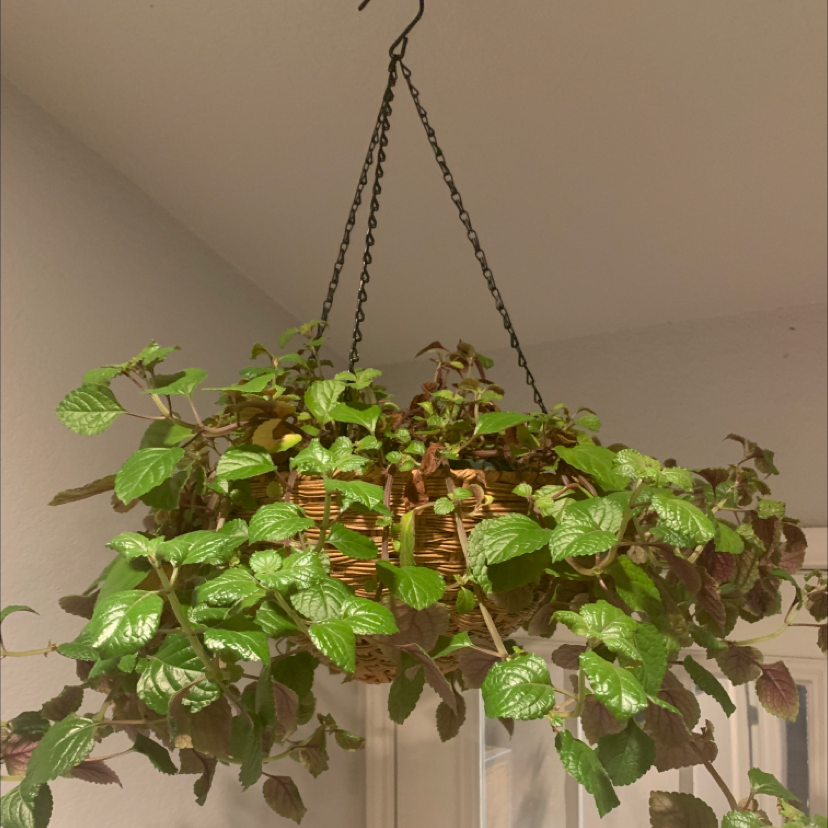 Swedish Ivy plant photo by Kimberly named Swedish Ivy on Greg, the plant care app.