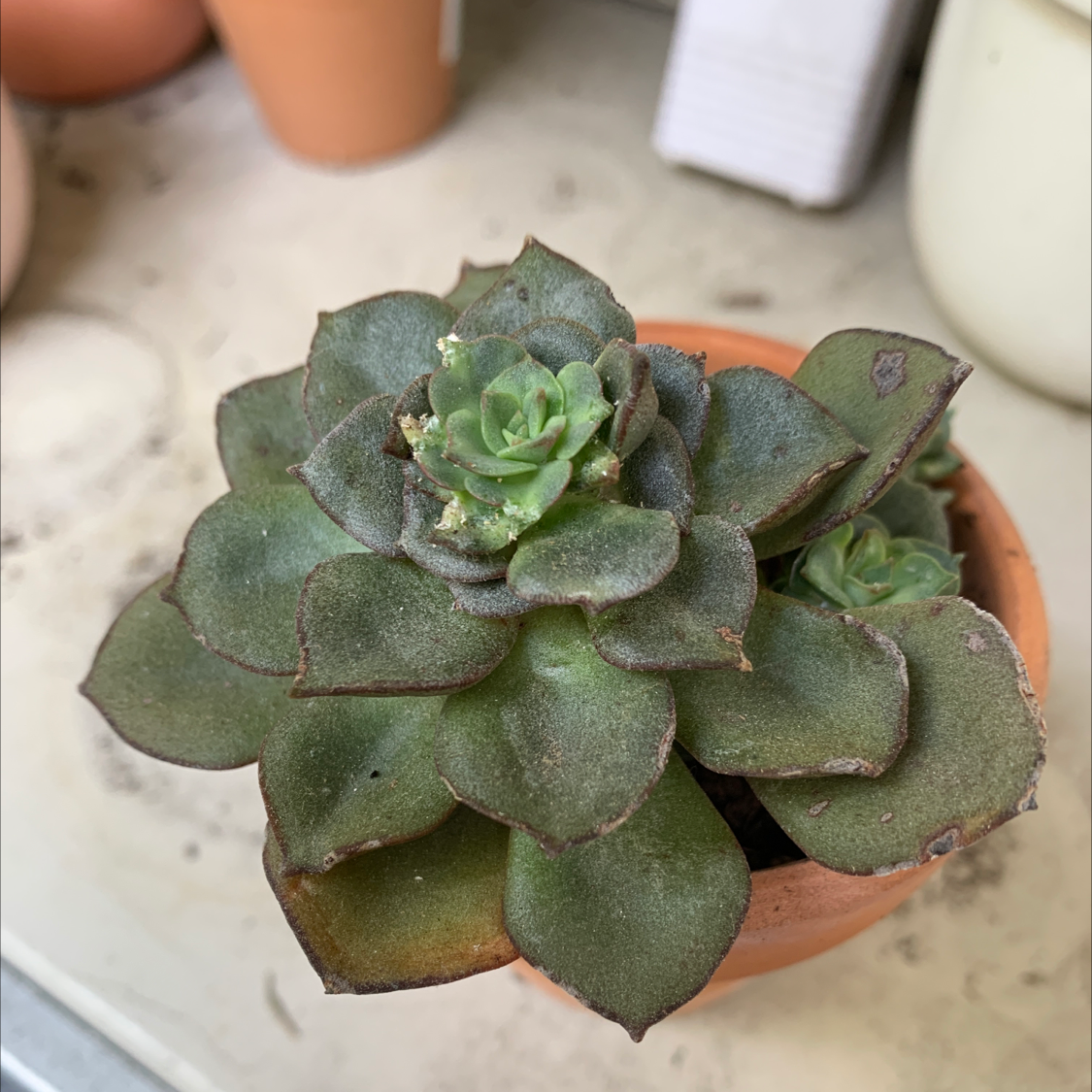 Mexican Hens succulent plant in a small pot with some browning on leaf edges.