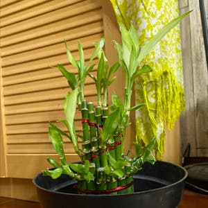 Lucky Bamboo plant photo by @Alexandraalisa2 named Dionysus on Greg, the plant care app.