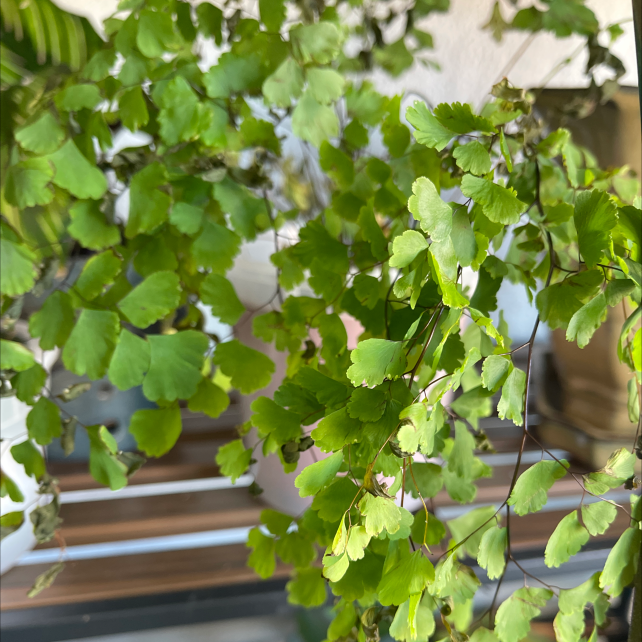 Close-up of a Maidenhair Fern with green fronds, some showing slight browning.
