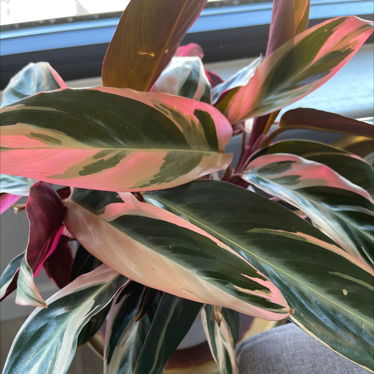 Never Never Plant with variegated green, white, and pink leaves indoors.