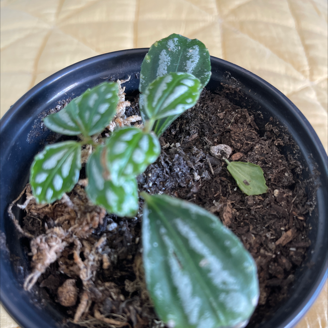 Potted Aluminum Plant with white markings on leaves, visible soil, and some leaf browning.