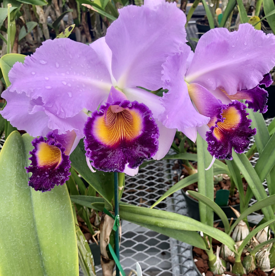 Photo of the plant species Orris-root by @lapetitepilea named Cattleya on Greg, the plant care app