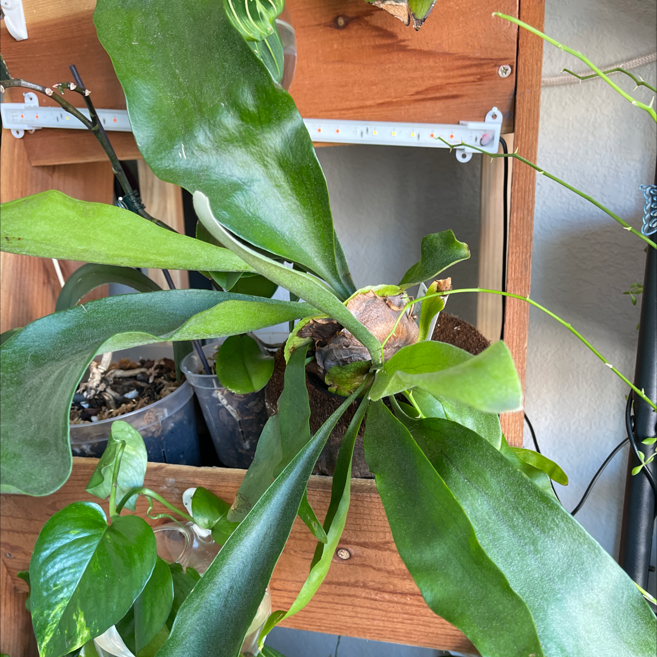 Elkhorn Fern with healthy green leaves in a wooden shelf setup.